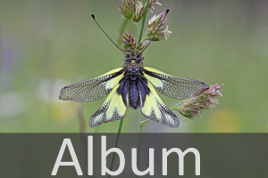 Netzflügler (Neuroptera)